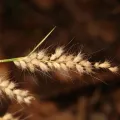 Martin Rady · CC BY 4.0 · GBIF