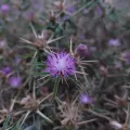 Felipe Horton · CC BY 4.0 · GBIF
