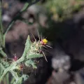 Felipe Horton · CC BY 4.0 · GBIF