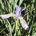 Adam J. Searcy · CC BY 4.0 · GBIF
