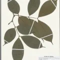 Naturalis Biodiversity Center · CC0 1.0 · GBIF
