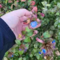 Julia Palmer · CC BY 4.0 · GBIF