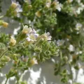 frangp · CC BY 4.0 · GBIF