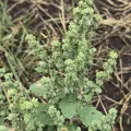 Jo Roberts · CC BY 4.0 · GBIF