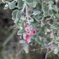 Maria Duynisveld · CC BY 4.0 · GBIF