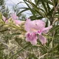 Leah Gardner · CC0 1.0 · GBIF
