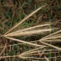 chiuluan · CC BY 4.0 · GBIF
