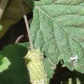 Sinaloa Silvestre · CC0 1.0 · GBIF