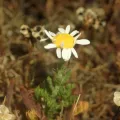 Julien Renoult · CC BY 4.0 · GBIF