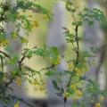 Craig Hensley · CC BY 4.0 · GBIF