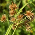 scallions · CC BY 4.0 · GBIF