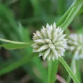dune_ninja · CC0 1.0 · GBIF