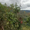 Alfredo F. Fuentes Claros · CC0 1.0 · GBIF