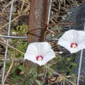 Darrin LeBlanc · CC BY 4.0 · GBIF