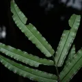 Romer N. Rabarijaona · CC0 1.0 · GBIF