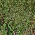 Hugo Hulsberg · CC0 1.0 · GBIF