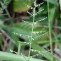 Guillaume Delaitre · CC BY 4.0 · GBIF