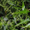 Zihao Wang · CC BY 4.0 · GBIF