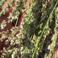 Luis Capeletti · CC0 1.0 · GBIF