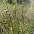 Ryan Sorrells · CC BY 4.0 · GBIF