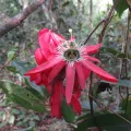 Diogo Luiz · CC BY 4.0 · GBIF