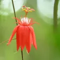 Guy Babineau · CC BY 4.0 · GBIF