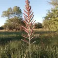 Patricio Cowper Coles · CC BY 4.0 · GBIF