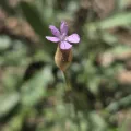 Naturgucker Tom · CC0 1.0 · GBIF