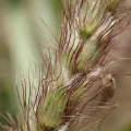 Thomas Irvine · CC BY 4.0 · GBIF