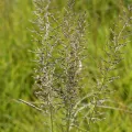 Hildegard Klein · CC BY 4.0 · GBIF