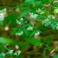 Поляков Александр · CC BY 4.0 · GBIF