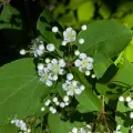 plant 0302 · CC BY 4.0 · GBIF