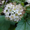 P Holroyd · CC BY 4.0 · GBIF