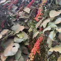 Elliot Greiner · CC BY 4.0 · GBIF