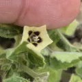 Sinaloa Silvestre · CC0 1.0 · GBIF