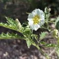 Sinaloa Silvestre · CC0 1.0 · GBIF