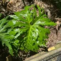 Reed Nelson · CC BY 4.0 · GBIF