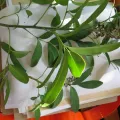 Smithsonian Institution, NMNH, Botany · CC0 1.0 · GBIF