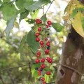 alejandrozab · CC BY 4.0 · GBIF