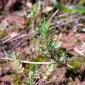 arthur_haendler · CC BY 4.0 · GBIF
