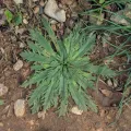Daniel Cahen · CC BY 4.0 · GBIF