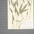 Naturalis Biodiversity Center · CC0 1.0 · GBIF