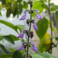 Jhonatan Matheus · CC BY 4.0 · GBIF