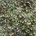 John Barkla · CC BY 4.0 · GBIF