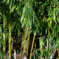 Patrick Le Mao · CC0 1.0 · GBIF