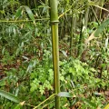 Christopher Evans · CC BY 4.0 · GBIF