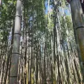 Kaden Slone · CC BY 4.0 · GBIF