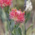 Kym Nicolson · CC BY 4.0 · GBIF