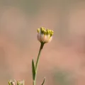 Kym Nicolson · CC BY 4.0 · GBIF