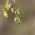 Kym Nicolson · CC BY 4.0 · GBIF